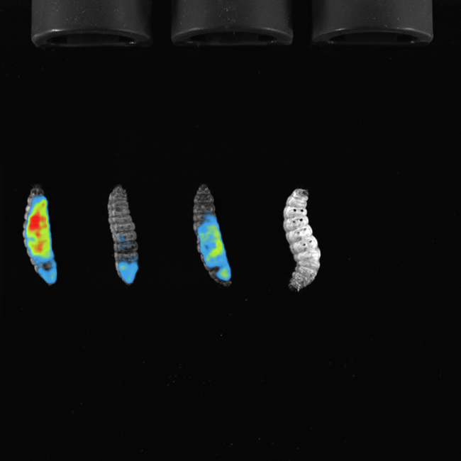 BIOLUMINESCENCE - zWorms - Innsbruck.