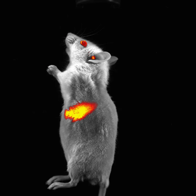 FLUORESCENCE - 780 nm NIR Liver Infection - Courtesy of Polatom (Poland) (1)