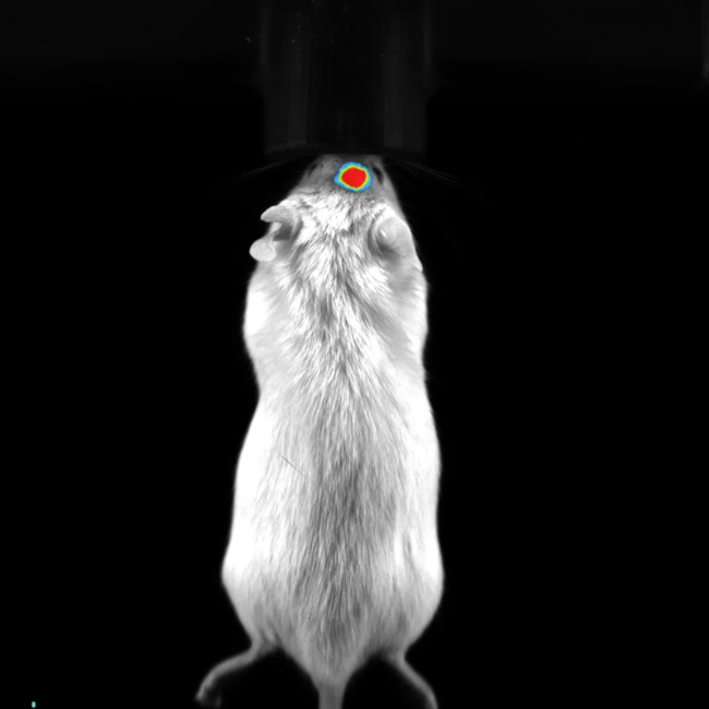 Long-Term Optical Imaging Reveals Bone Marrow Clearance and Extramedullary Escape in BCMA CAR-NK Therapy.