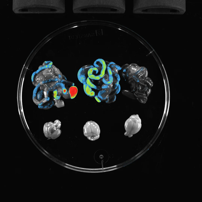 ZEX-VIVO - GFP Organs.