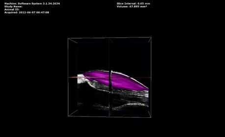 Mouse Hind Limb Muscle – 3D Volume = 97.6 mm3.