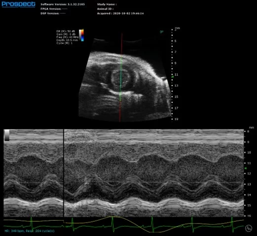 Mouse Left Ventricle in Short Axis in M-Mode with Measurements to Calculate Systolic Function.