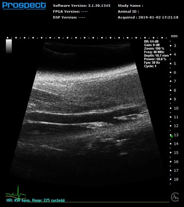 Mouse Carotid Artery in B-Mode.
