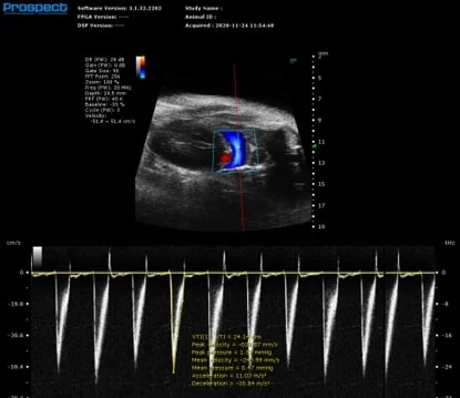 Mouse Pulmonary Artery in PW Doppler to Assess RV Outflow
