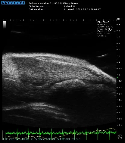 Mouse Live Tumor in B-Mode, Tumor Cells Orthotopically Injected.