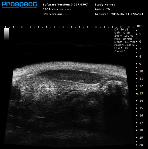 Mouse Abdominal Organs in B-Mode.