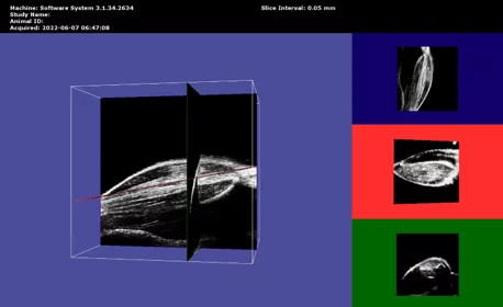 Mouse Hind Limb Muscle in 3D B-Mode.