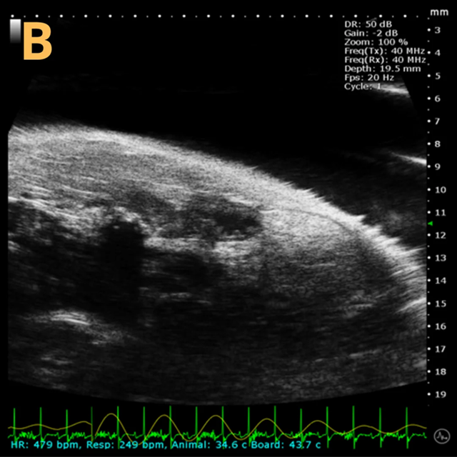 High-frequency ultrasound system for preclinical imaging