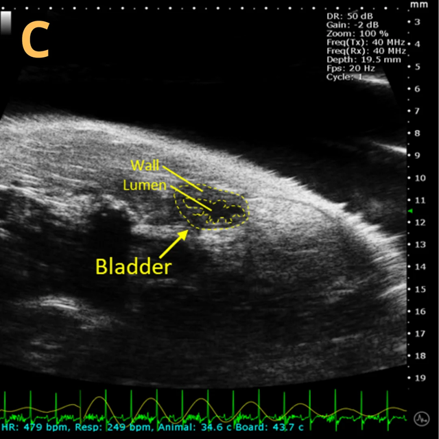 High-frequency ultrasound system for preclinical imaging
