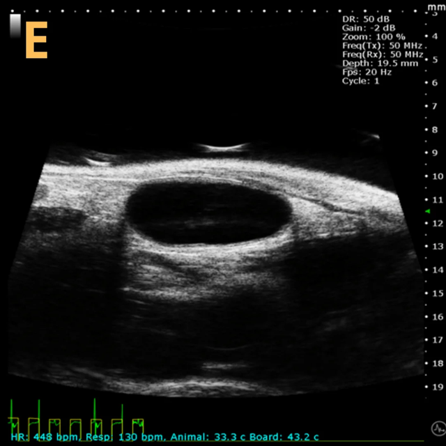 High-frequency ultrasound system for preclinical imaging