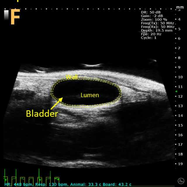 High-frequency ultrasound system for preclinical imaging