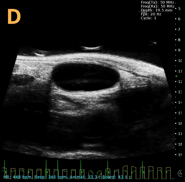 High-frequency ultrasound system for preclinical imaging