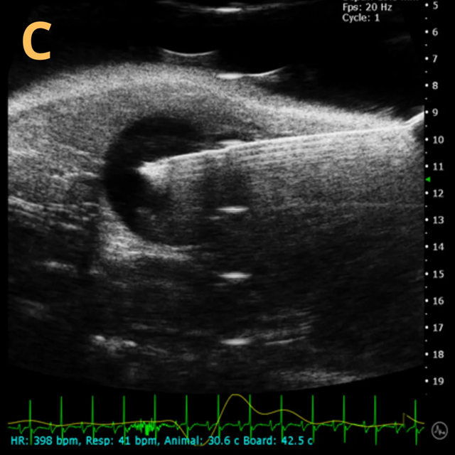 High-frequency ultrasound system for preclinical imaging