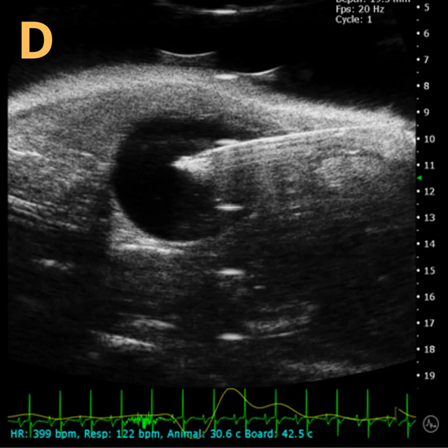 High-frequency ultrasound system for preclinical imaging