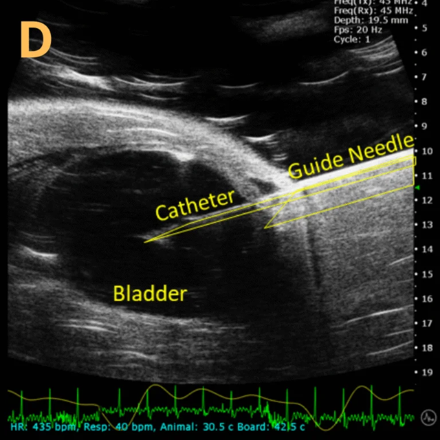 High-frequency ultrasound system for preclinical imaging