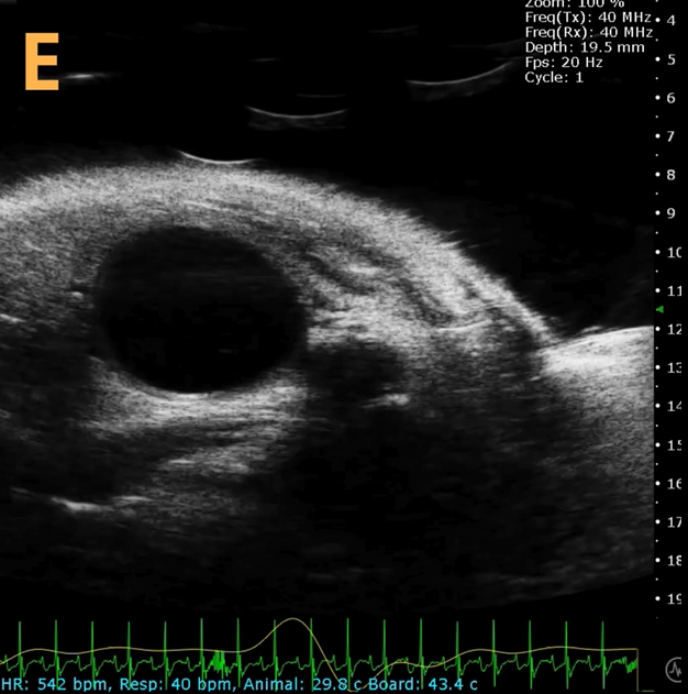 High-frequency ultrasound system for preclinical imaging