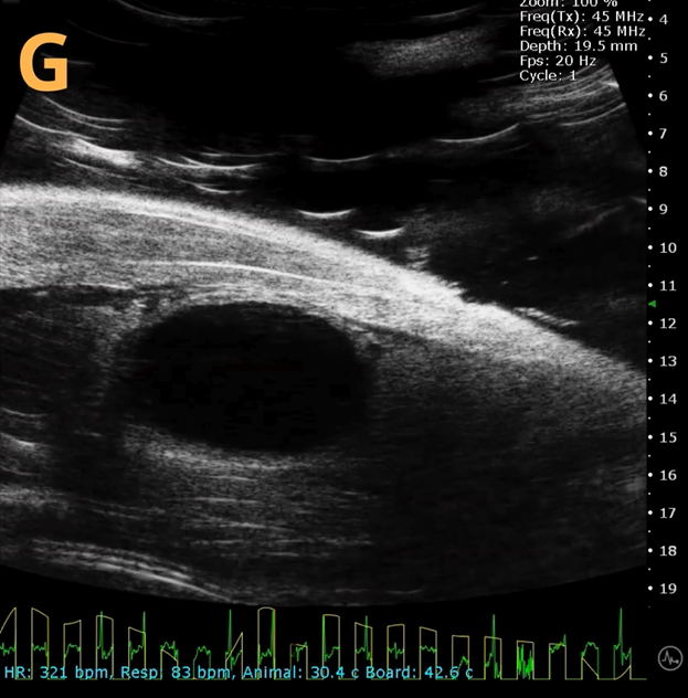 High-frequency ultrasound system for preclinical imaging