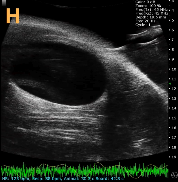 High-frequency ultrasound system for preclinical imaging