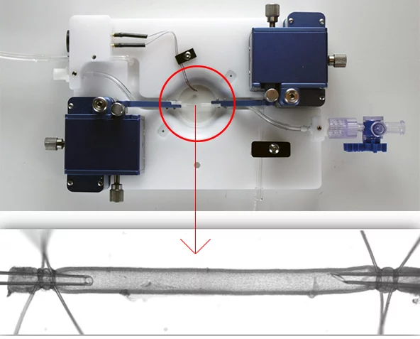 Pressure arteriography system for vascular research