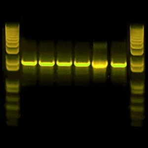 Alexa Fluo- 568