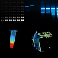 Fusion western blot analyzer for protein detection