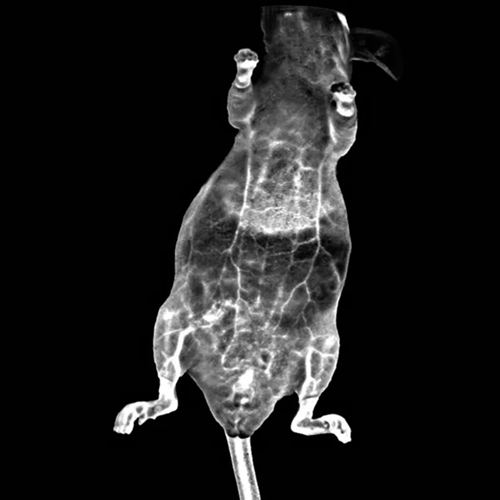 Newton FT-900 EMCCD camera for low-light imaging