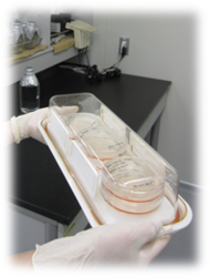 FastGene - Laboratory cell culture chamber