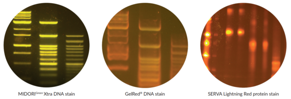 Blue/Green LED light images: DNA gels stained with green (MIDORIGreen Xtra DNA stain) and red (GelRed® DNA stain) DNA/RNA dyes and a protein gel stained with fluorescent protein dye (SERVA Lighting Red protein stain).