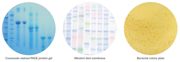 White light images: a Coomassie stained PAGE protein gel, a colourimetric Western blot membrane and a bacterial colony plate.