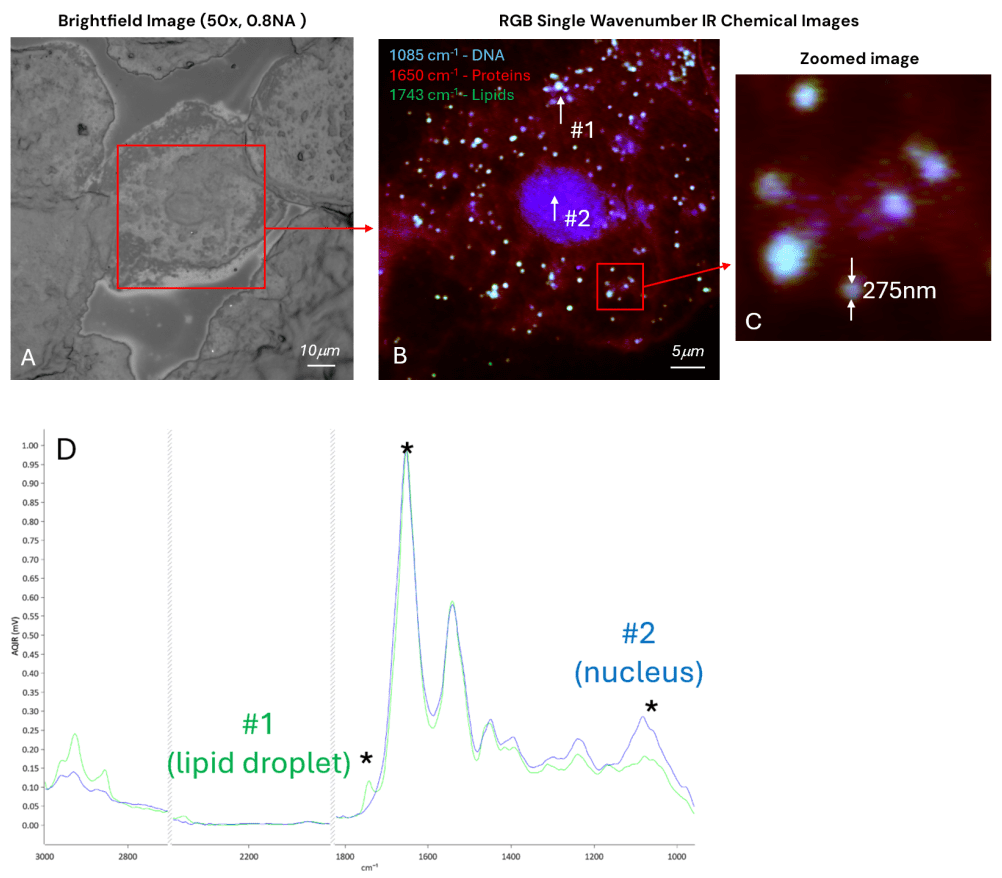 A: Brightfield image using a 50x, 0.8 NA objective. B: Single wavenumber IR chemical imaging RGB overlay, 1085 cm-1 DNA (blue), 1650 cm-1 protein (red), and 1743 cm-1 lipid (green). C: Zoomed-in image of B, showing detection of lipid droplets as small as 275 nm. D: O-PTIR Spectra (normalized to Amide I) from highlighted locations, spot #1 (lipid droplet) and spot #2 (nucleus). IR single-wavenumber images (as in B) are marked by an asterisk. Spectra are collected from a spot size of ∼500 nm.  Collection conditions: 50×50 µm measurement FOV, 100 nm pixel step size (250,000 pixels), 13 seconds per image, counter-prop mode. Spectral acquisition total time 8 sec 50x, 0.8 NA glass objective, tri-range IR QCL, 532 nm probe.