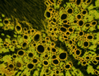 Industry Focus eBook - Fluorescence (1st edition)