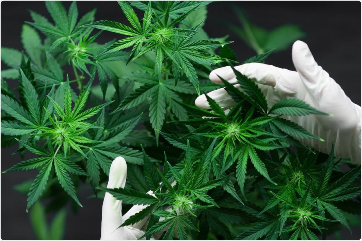 Cannabinoids may prevent infection with SARS-CoV-2, including variants