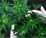 Cannabinoids may prevent infection with SARS-CoV-2, including variants