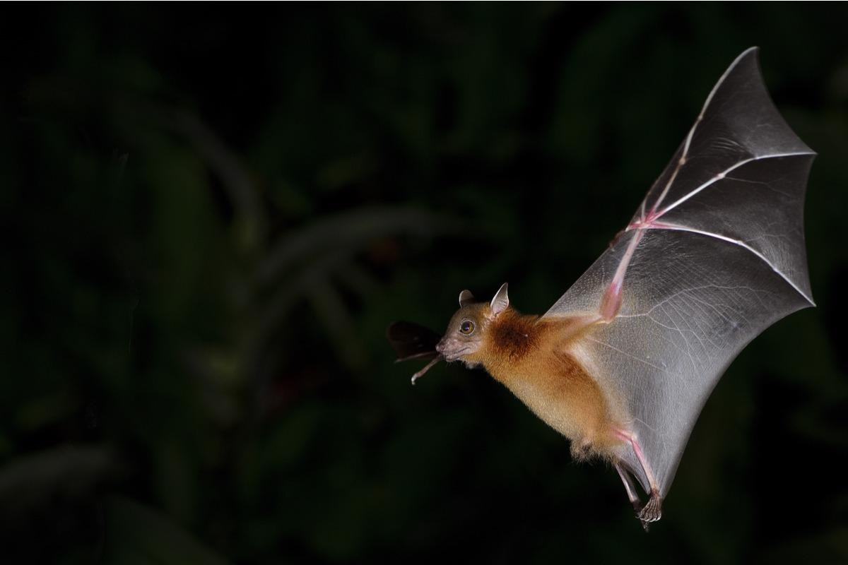 vampire bats feeding on humans