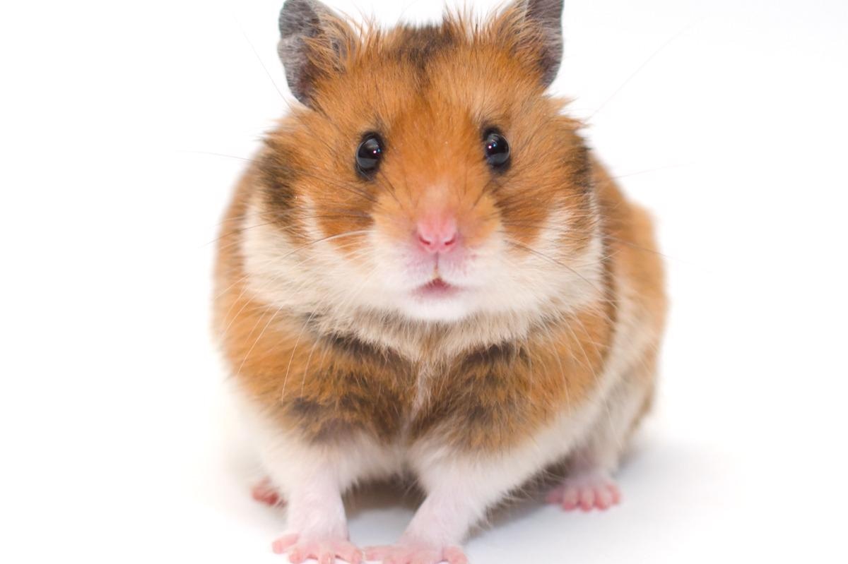 Proberen onbekend opgroeien Examining differences in neurological manifestations induced by SARS-CoV-2  variants in hamsters