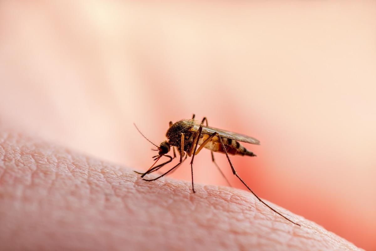 How do mosquito bites affect immunity?