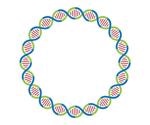 Artificial circular RNAs found to bypass cellular antiviral responses