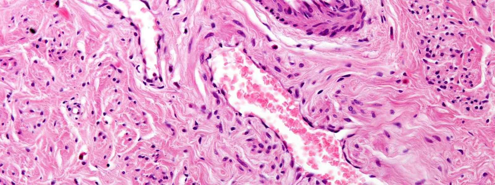 Blood vessels use endothelial communication system to control cardiovascular activity, study shows