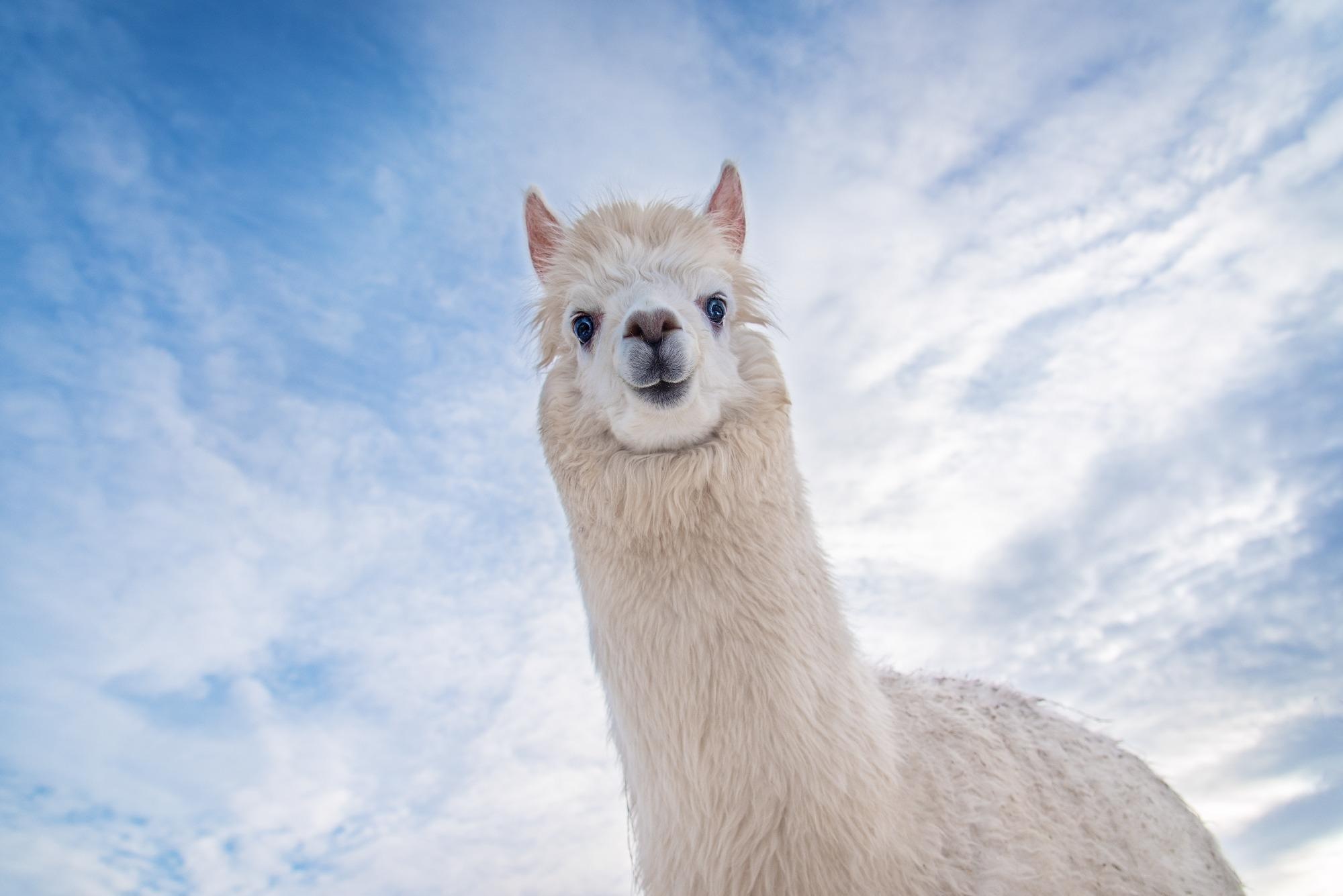 Camelid IFNs could play important role in combating emerging zoonotic  pathogens