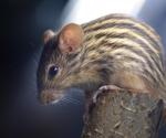 Scientists discover novel species of betapolyomavirus in Kenya