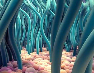 SARS-CoV-2 damages cilia