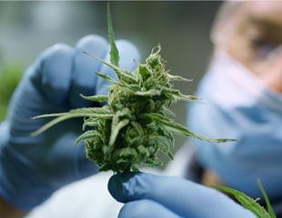 Human gingival epithelial cells become damaged by cannabis smoke condensate