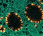 Chicoric acid a potential candidate for COVID-19 treatment