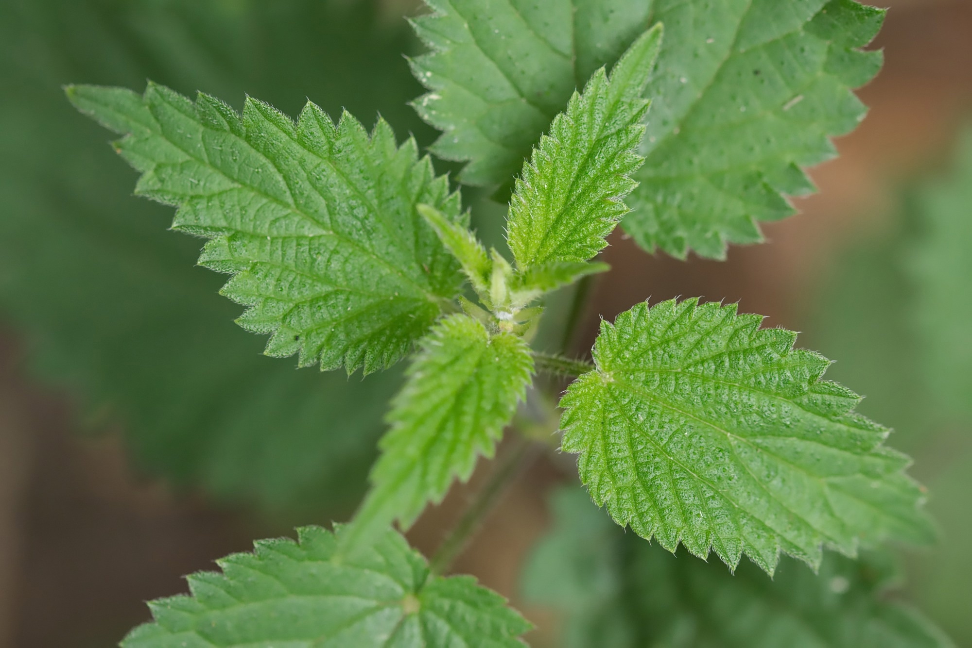 Stinging Nettle Leaf Cure Stinging Nettle Leaf Cure