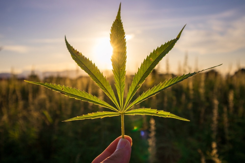 Dispensary In Santa Rosa