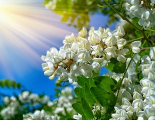 Eating flowers to promote health and prevent disease