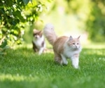Scientists collaborate to monitor SARS-CoV-2 RNA among domestic and free-ranging animal species