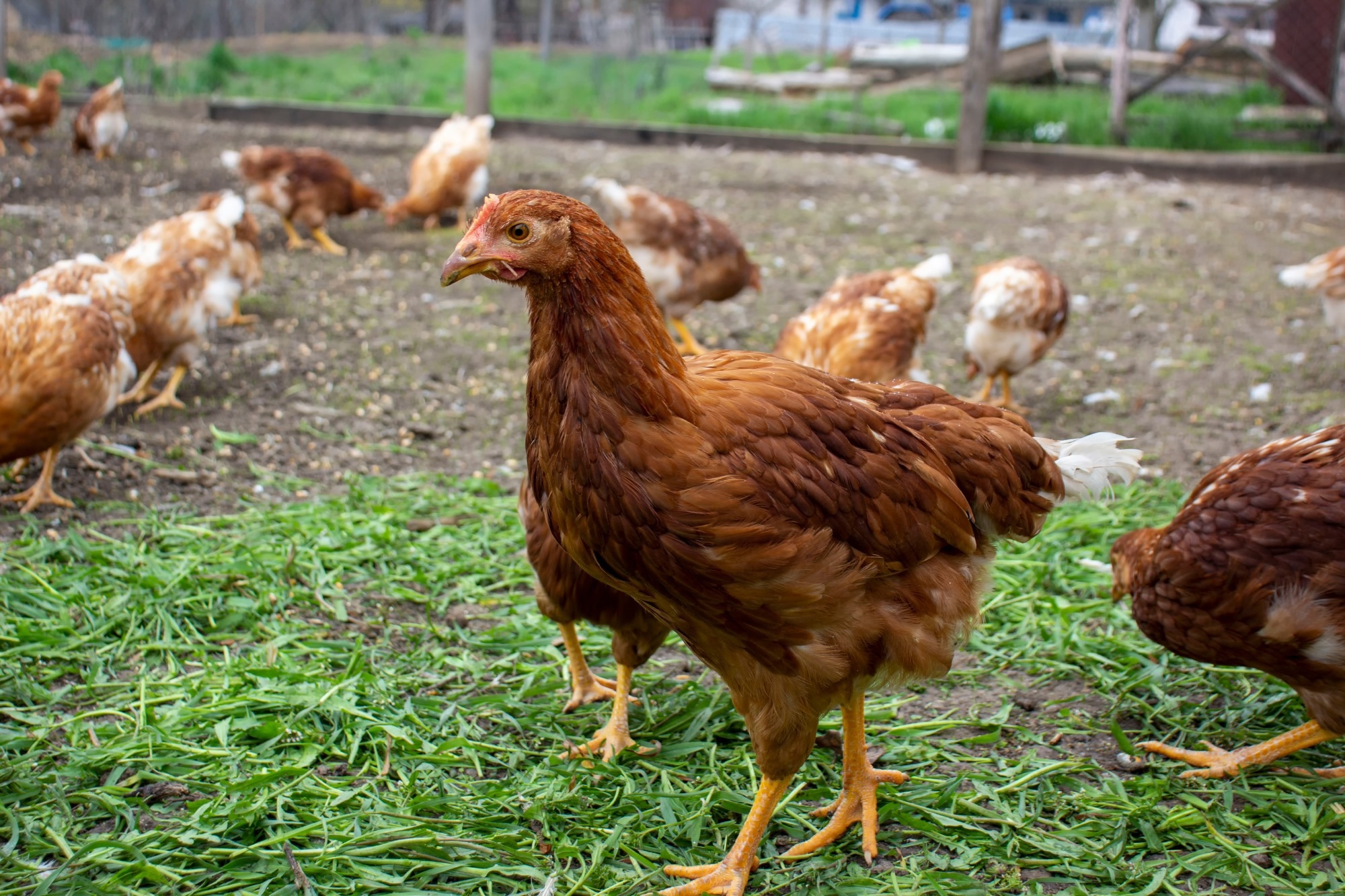 WHO reports a severe case of avian (bird) flu in Ecuador