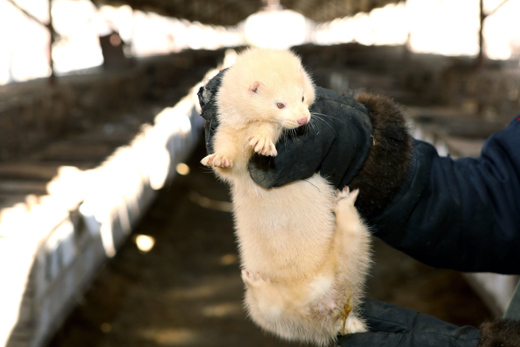 First known epidemic of highly pathogenic avian influenza H5N1 in farmed  mink