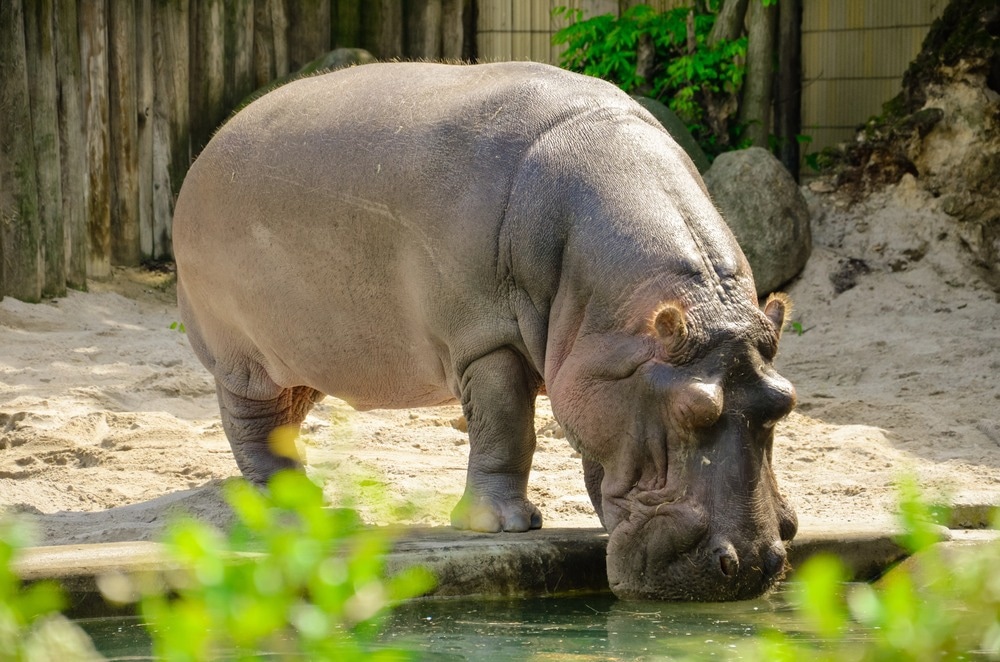 Death of a zoo hippopotamus underscores the species' susceptibility to  SARS-CoV-2